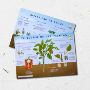 Lámina de las plantas de la huerta (formato A4)