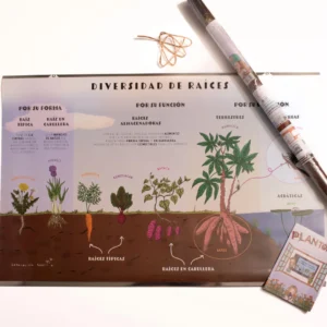 Lámina de diversidad de raíces (para pizarrón)